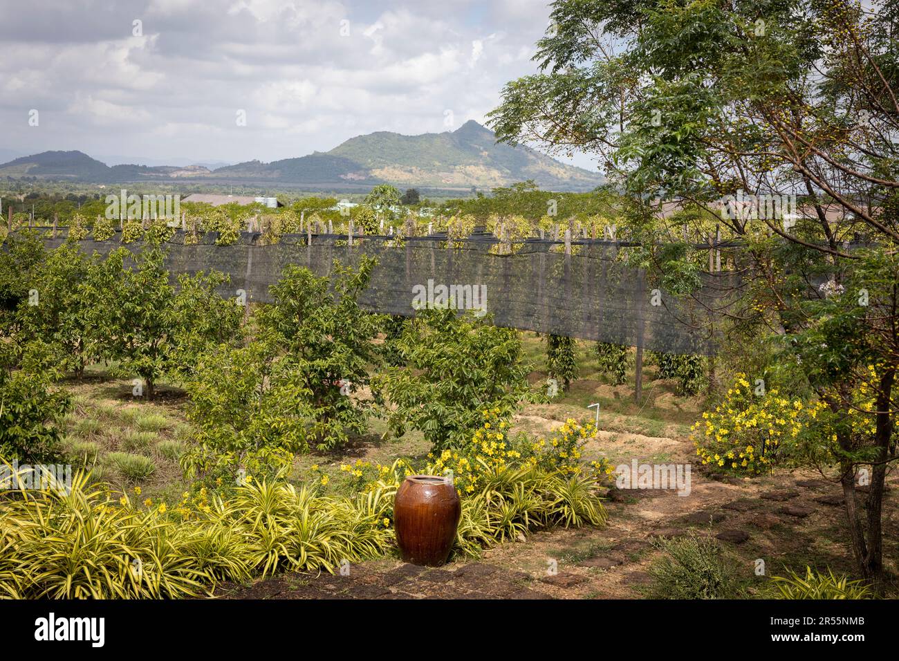 Cambogia: Piante di pepe di Kampot Foto Stock