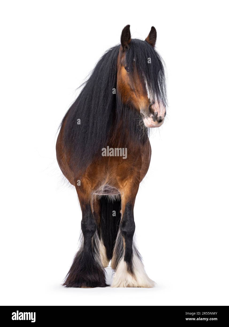 Marrone tinker aka Gypsy COB cavallo in piedi di fronte. Testa leggermente girata di lato. Guardando la fotocamera. isolato su sfondo bianco. Foto Stock
