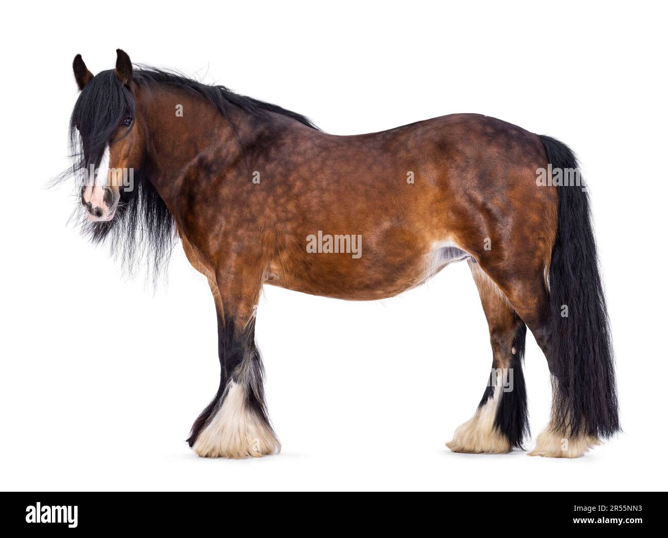 Brown Tinker aka Gypsy COB cavallo in piedi lateralmente vie. Testa leggermente girata di lato. Guardando la fotocamera. isolato su sfondo bianco. Foto Stock