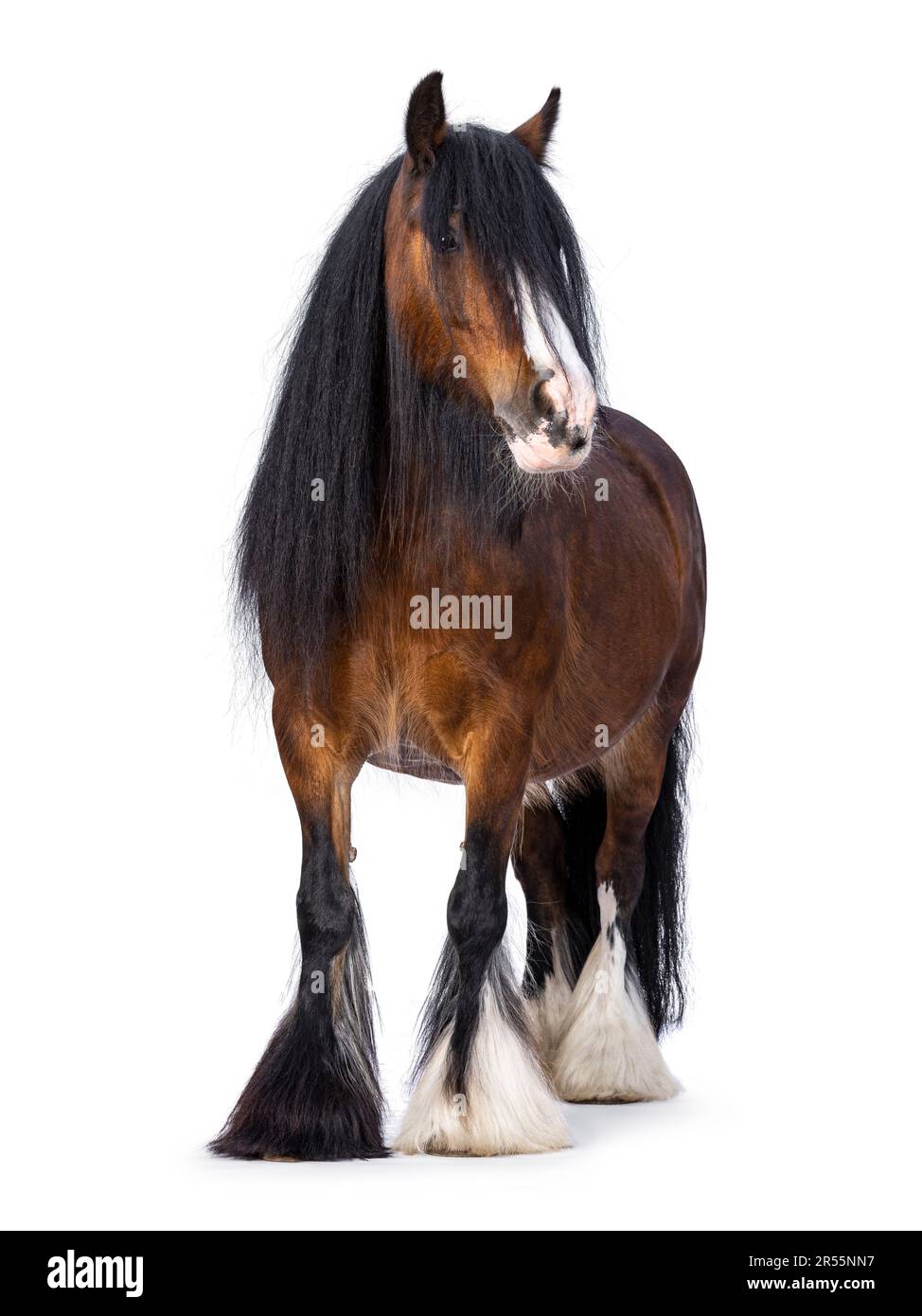 Marrone tinker aka Gypsy COB cavallo in piedi di fronte. Testa leggermente girata di lato. Guardando la fotocamera. isolato su sfondo bianco. Foto Stock