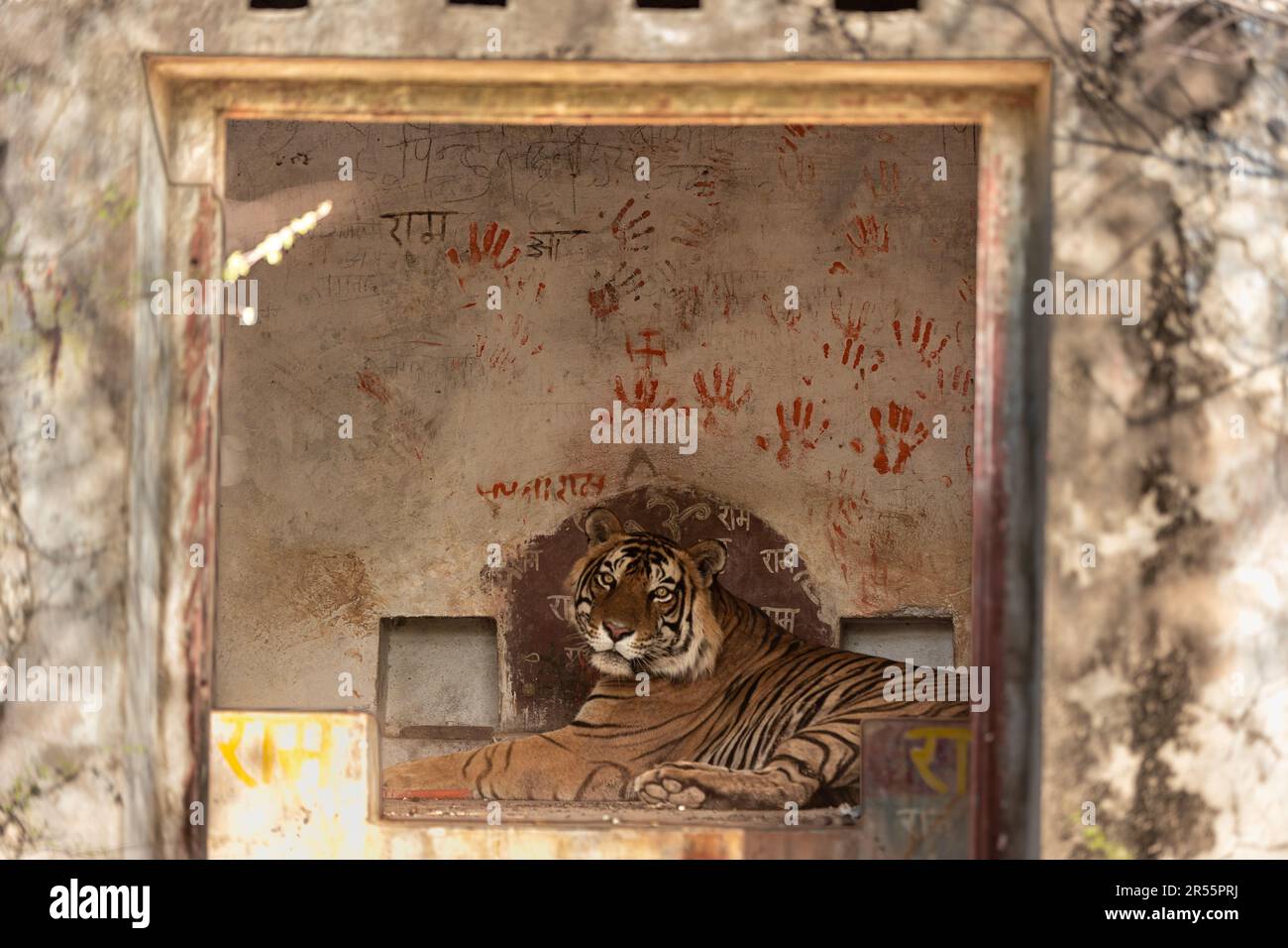 SONO state catturate immagini E video EMOZIONANTI di una tigre che entra in un tempio di 80 anni e si siede all'interno come un'icona spirituale. Foto Stock