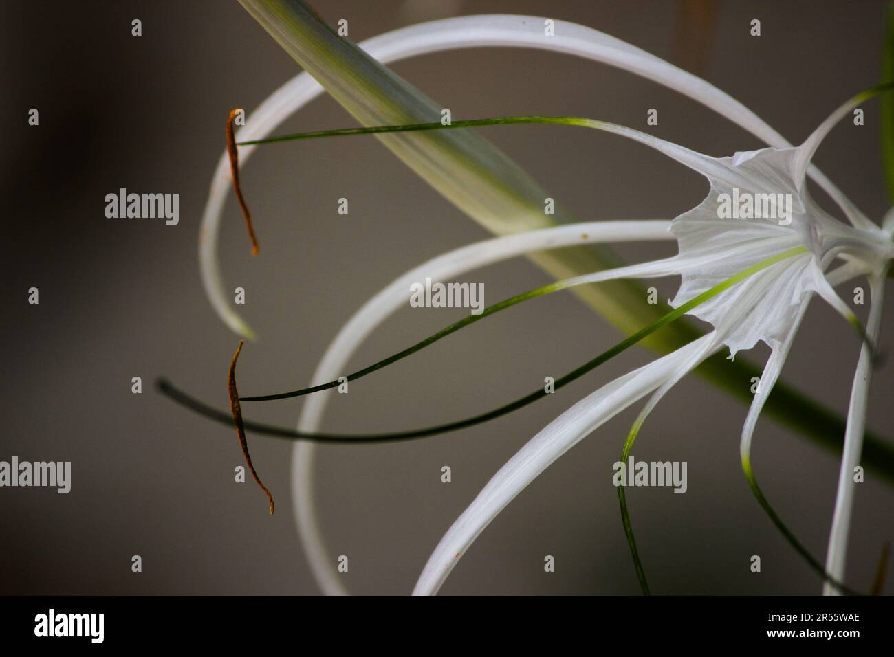 Fiore di giglio di ragno per pubblicazione, disegno, manifesto, calendario, posta, screensaver, sfondo, cartolina, banner, copertina, sito web. Fotografia di alta qualità Foto Stock