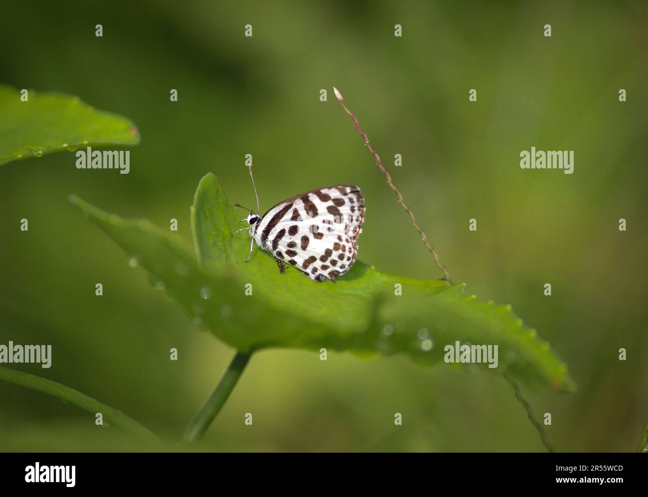 Pierrot comune. Bella farfalla seduta su una foglia in una giornata di sole. Il pierrot comune (Castalius rosimon) è una piccola farfalla che si trova nel Sud Asia Foto Stock