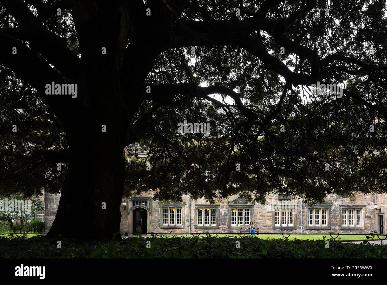St Marys Quad Holm (sempreverde) quercia, St Marys College School of Divinity, St Andrews University, Scozia, Regno Unito Foto Stock