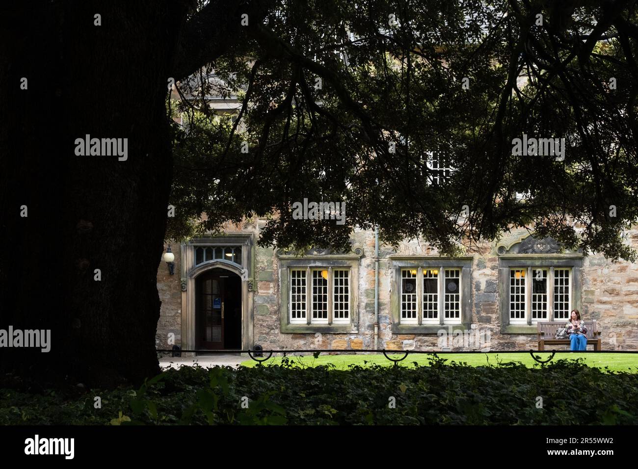 Quercia di lecci (sempreverdi), St Marys Quad, St Marys College School of Divinity, St Andrews University, Scozia, Regno Unito Foto Stock