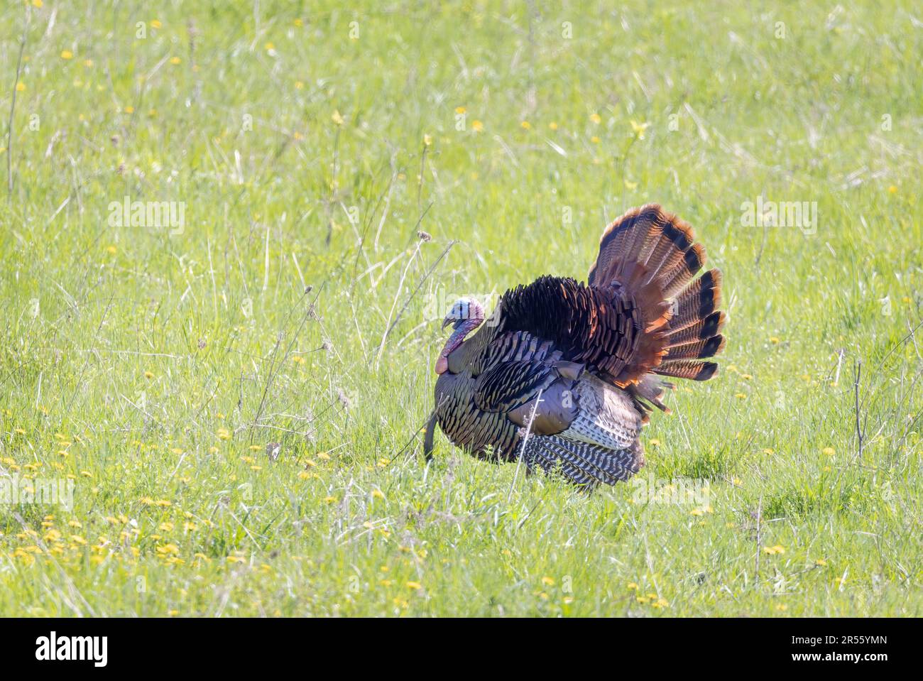 Maschio orientale Wild Turkey tom (Meleagris gallopavo) in mostra completamente strutting camminando attraverso un prato erboso in Canada Foto Stock