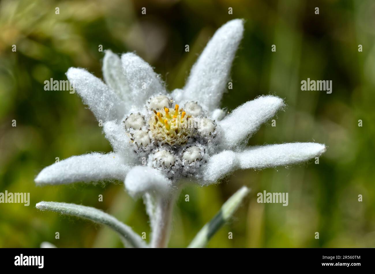 Macro di fiori edelweiss (Leontopodium alpinum) nelle Alpi francesi a La Plagne, dipartimento della Savoia. Foto Stock