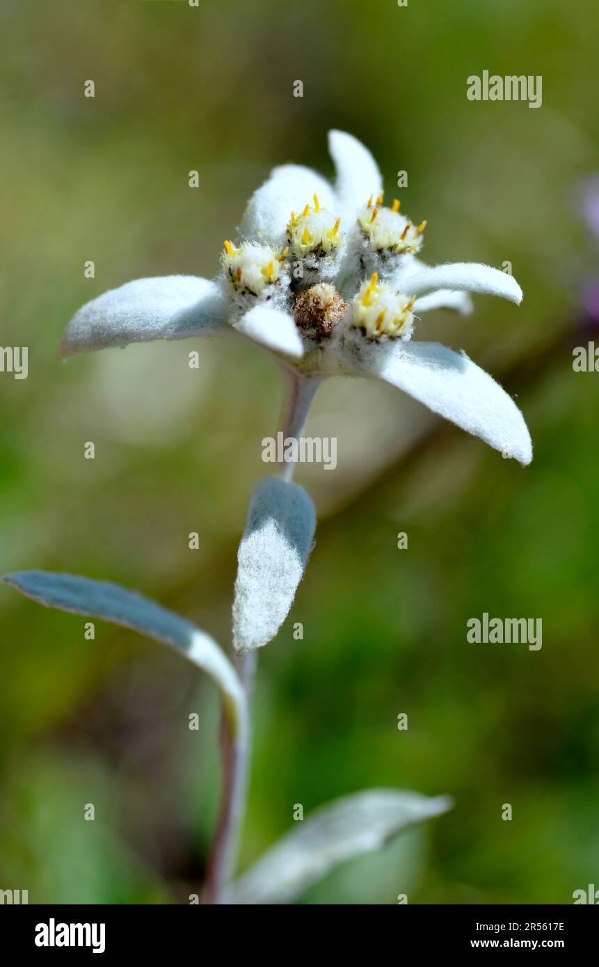 Primo piano di un fiore singolo di alga (Leontopodium alpinum) nelle Alpi francesi a la Plagne, dipartimento della Savoia. Foto Stock