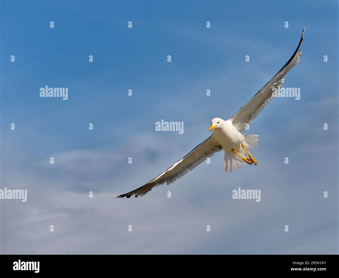 Primo piano di Gull giallo-zampe (Larus michahellis) in volo visto di fronte Foto Stock