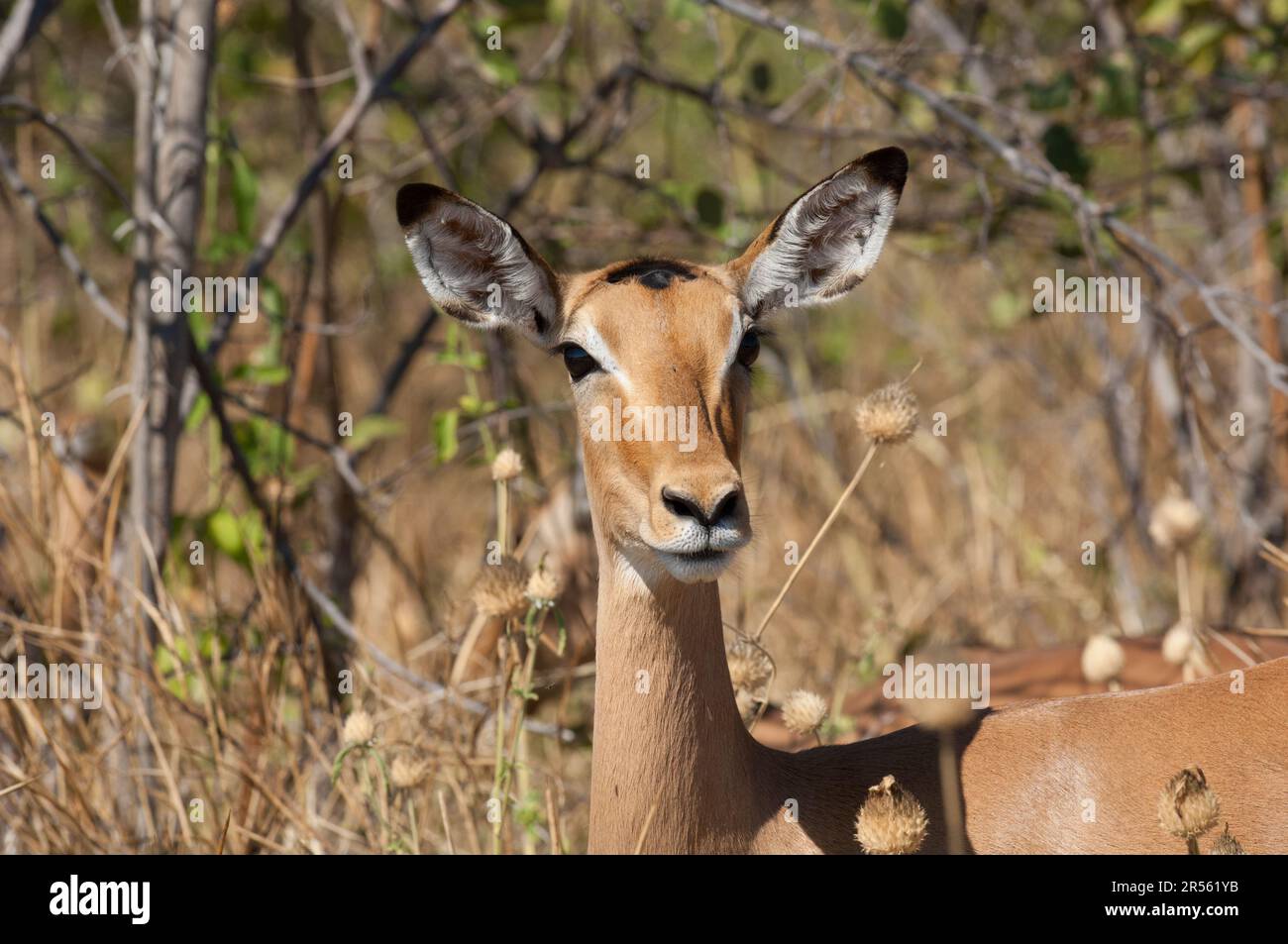 Testa di primo piano Impala e grandi orecchie. Chobe, Botswana. Originaria dell'Africa meridionale e orientale, l'impala è anche conosciuta come Antelope africana o Rooibok. Foto Stock