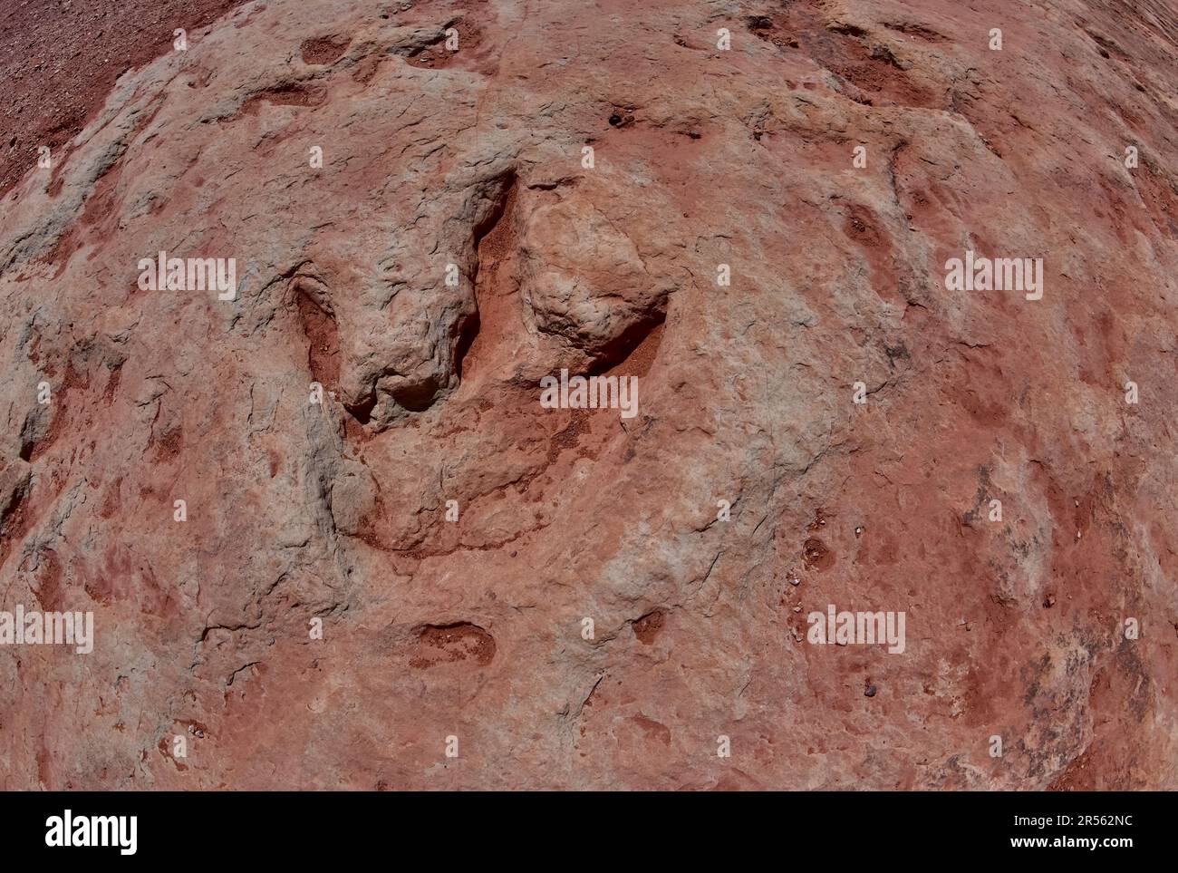 Primo piano di una pista di dinosauri, la formazione Moenave vicino a Tuba City, Arizona, USA Foto Stock