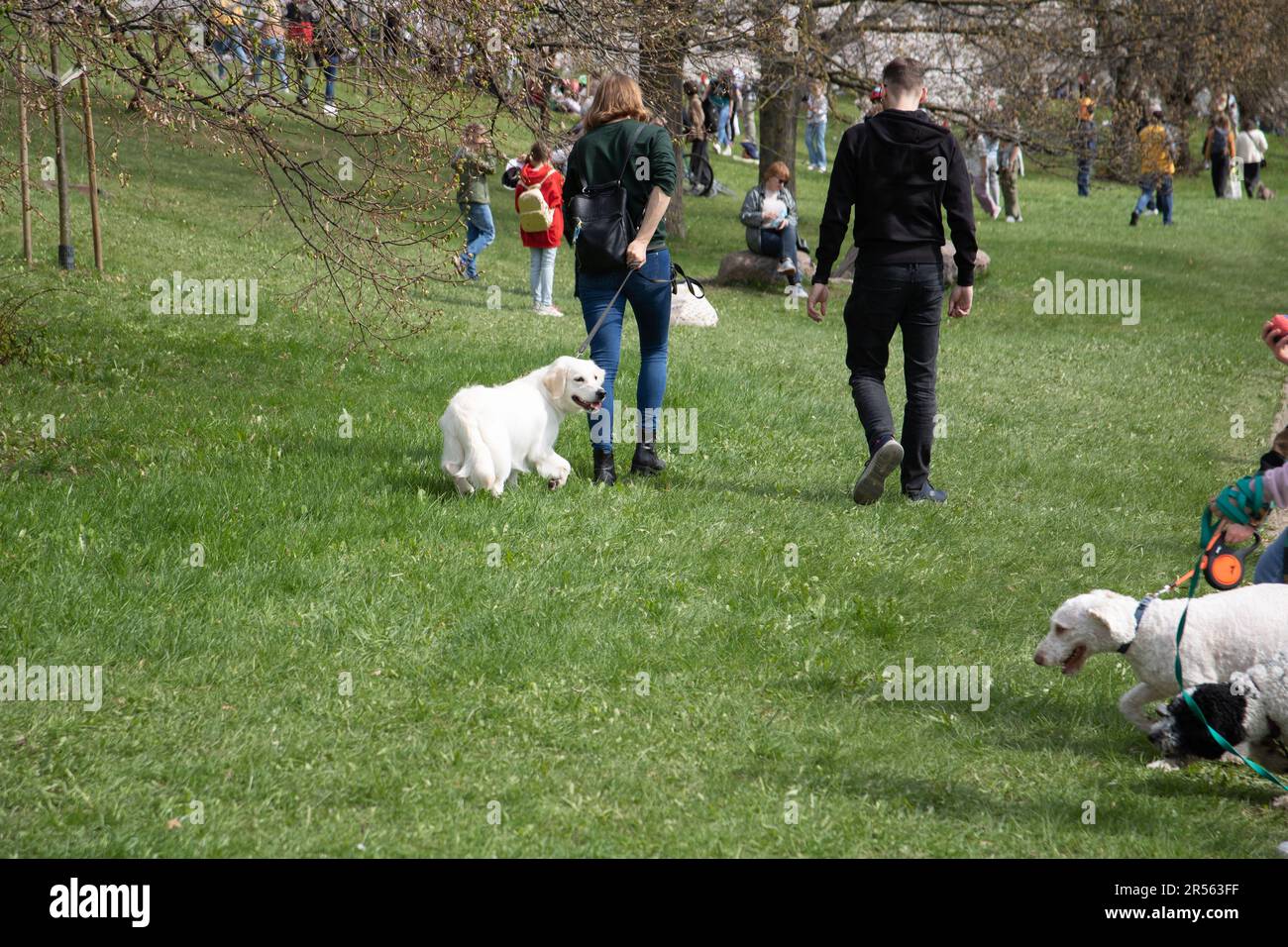 foto passeggiata con cani nel parco in un luogo affollato Foto Stock