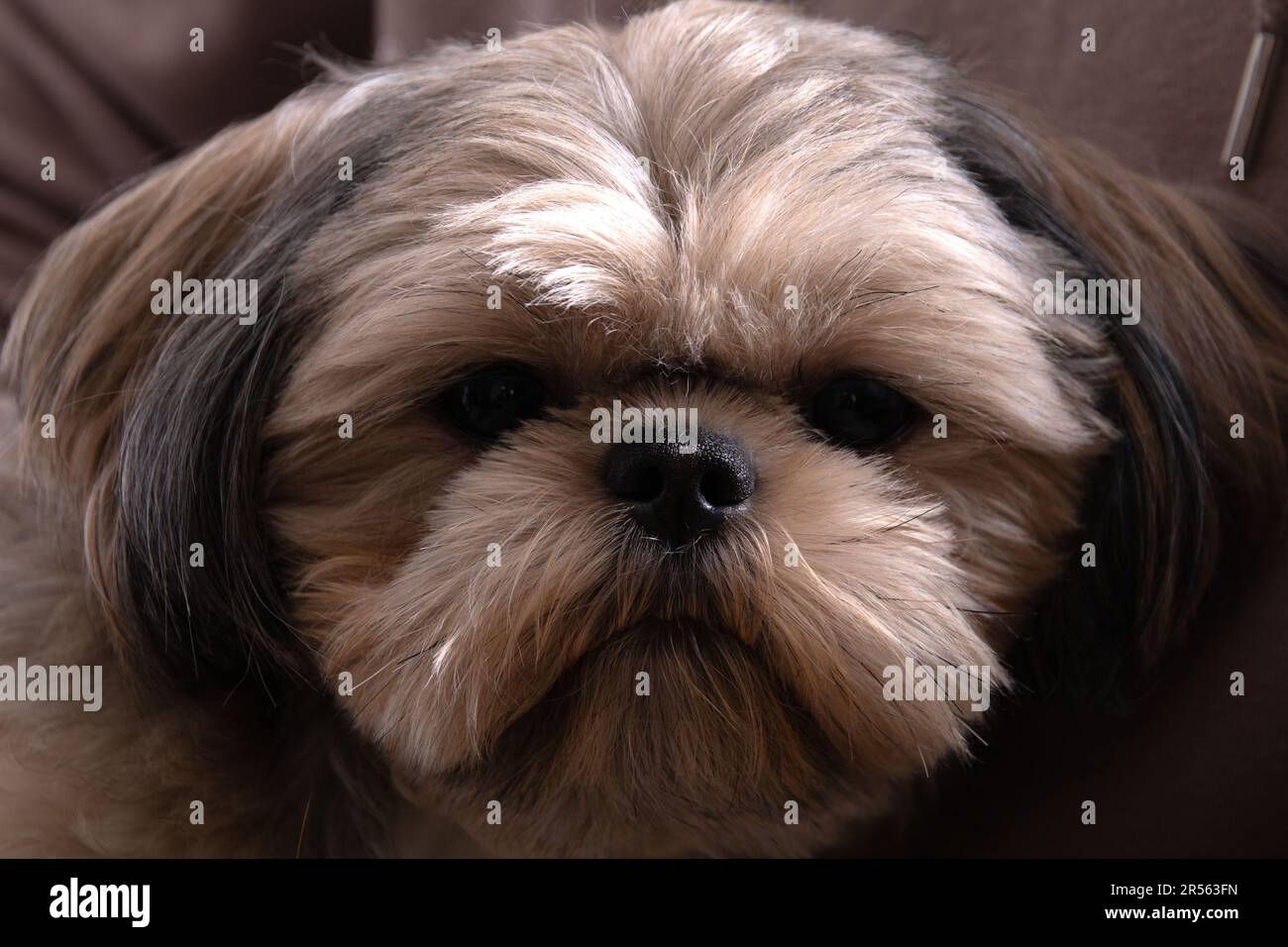 foto di un cane che guarda la telecamera da vicino Foto Stock