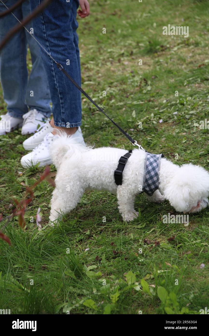 foto di un cane bianco in una passeggiata nel parco Foto Stock