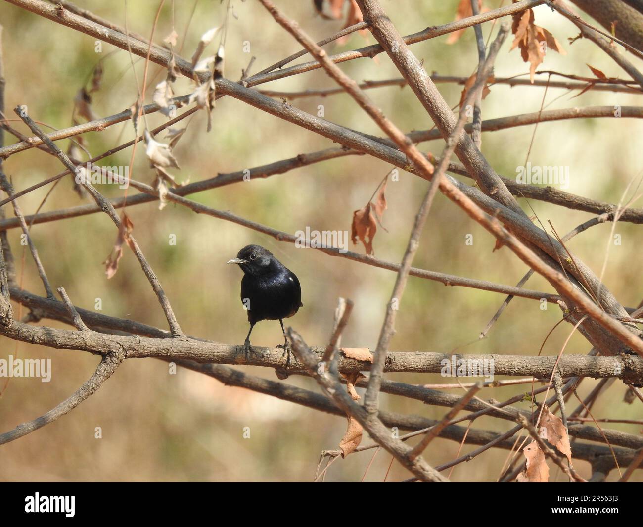 Primo piano di un bellissimo uccello indiano nero Drongo seduto su un filo elettrico con sfondo blu cielo. Foto Stock