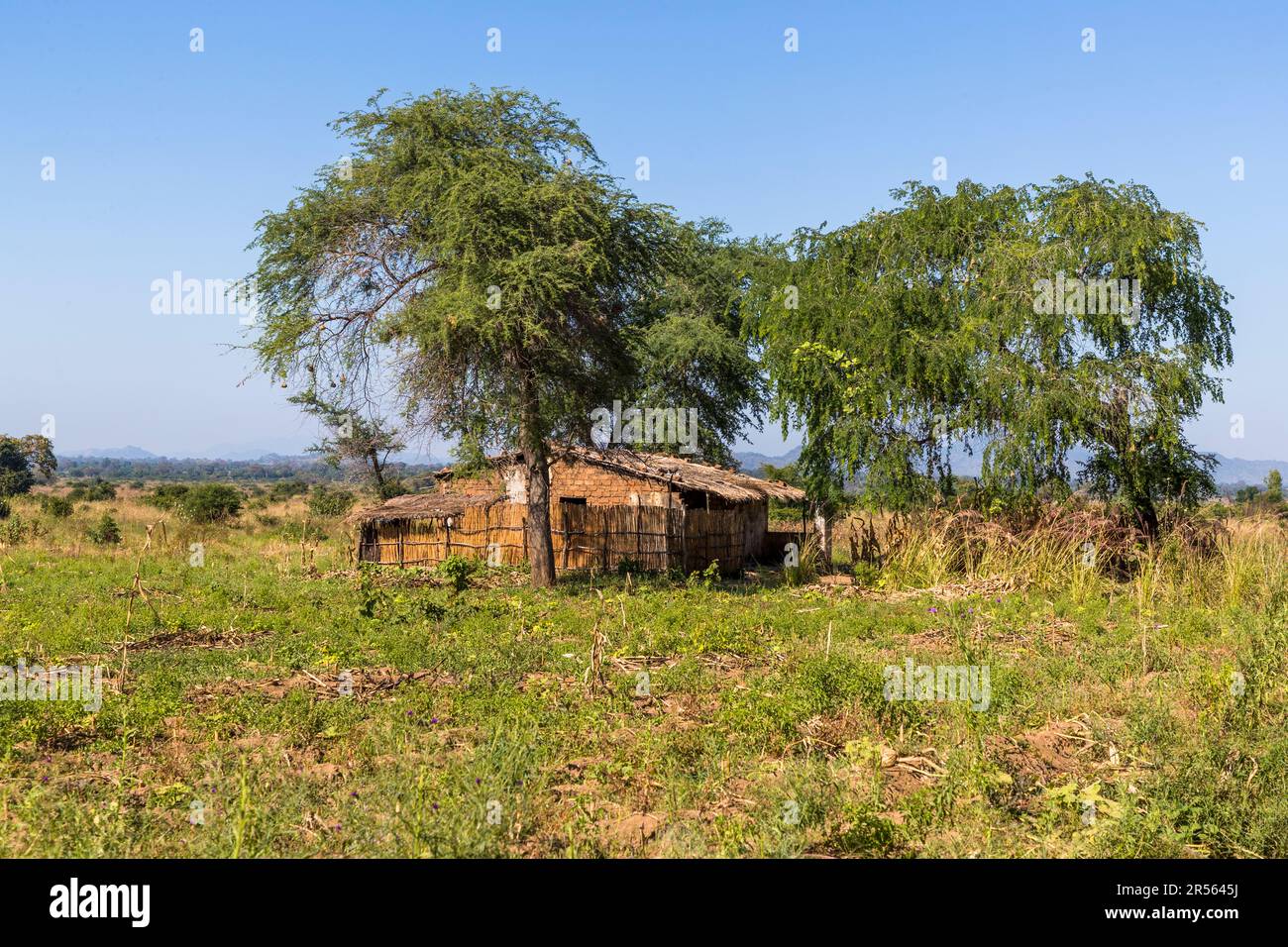 Una fattoria con tetto di paglia si erge in una radura vicino a Monkey Bay, Malawi, circondata da campi e foresta. Foto Stock