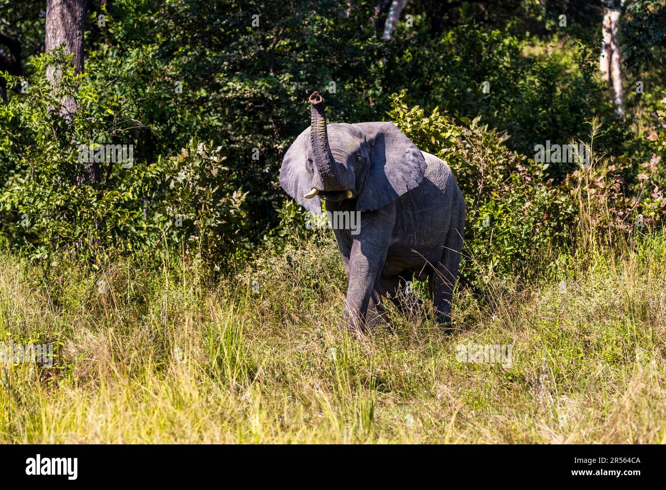 Un elefante solleva la sua proboscide in alto nell’aria nel parco nazionale di Liwonde, Malawi, per rilevare odori da grandi distanze. Da quando African Parks ha assunto la gestione del parco nel 2015, la popolazione di elefanti è cresciuta così tanto che già nel 2022 sono stati trasferiti 263 animali nel parco nazionale di Kasungu. Foto Stock