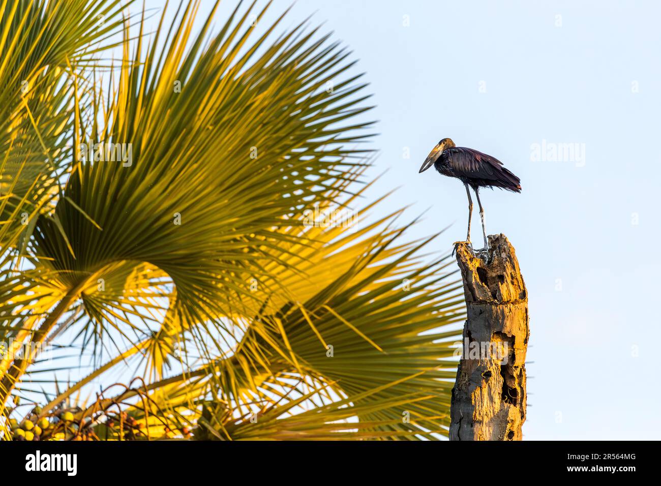 African Openbill (Anastomus lamelligerus). Atmosfera serale sul fiume Shire. Parco Nazionale di Liwonde, Malawi Foto Stock