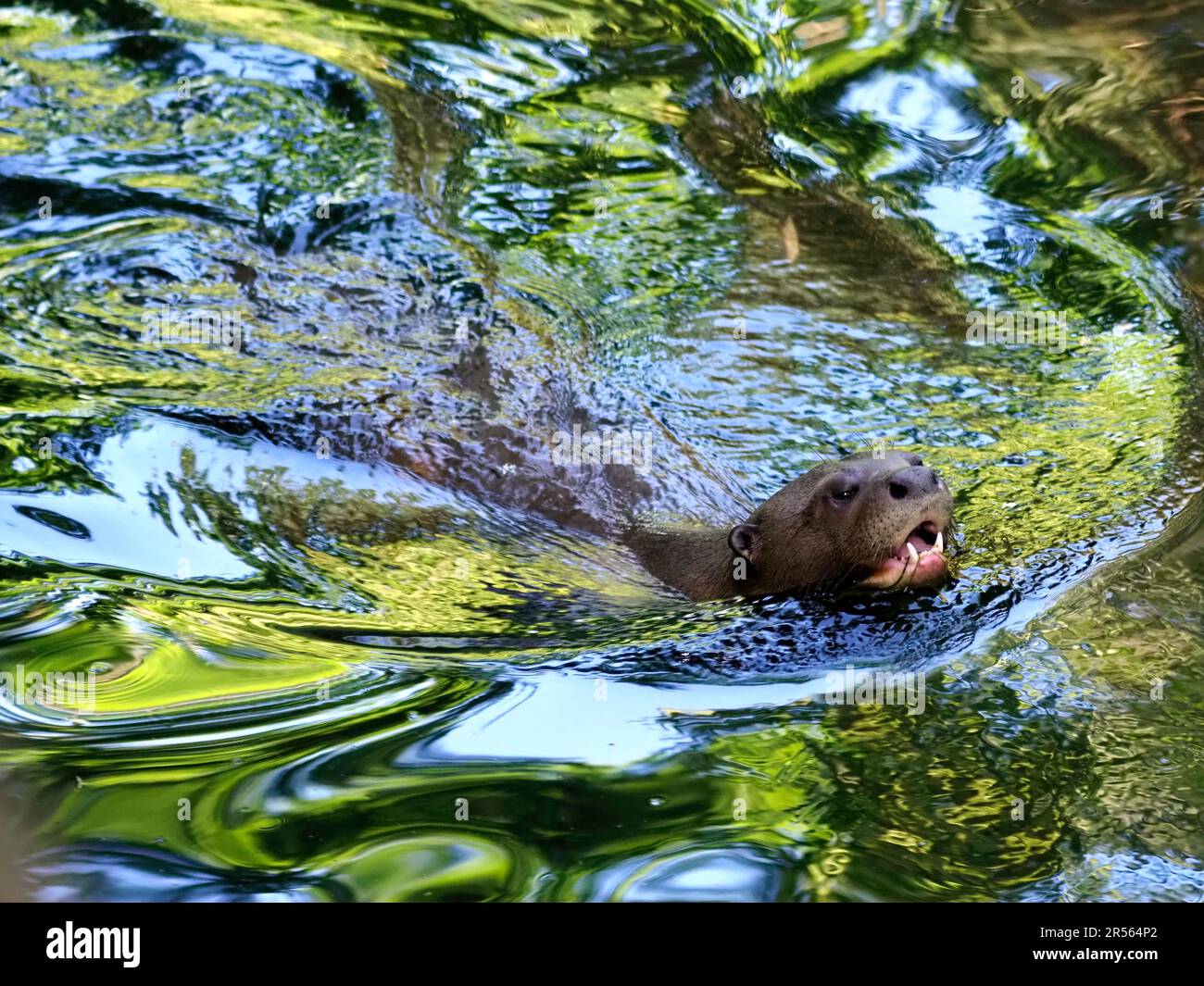 Lontra gigante o lontra gigante (Pteronura brasiliensis) nuoto in acqua molto colorato di verde Foto Stock