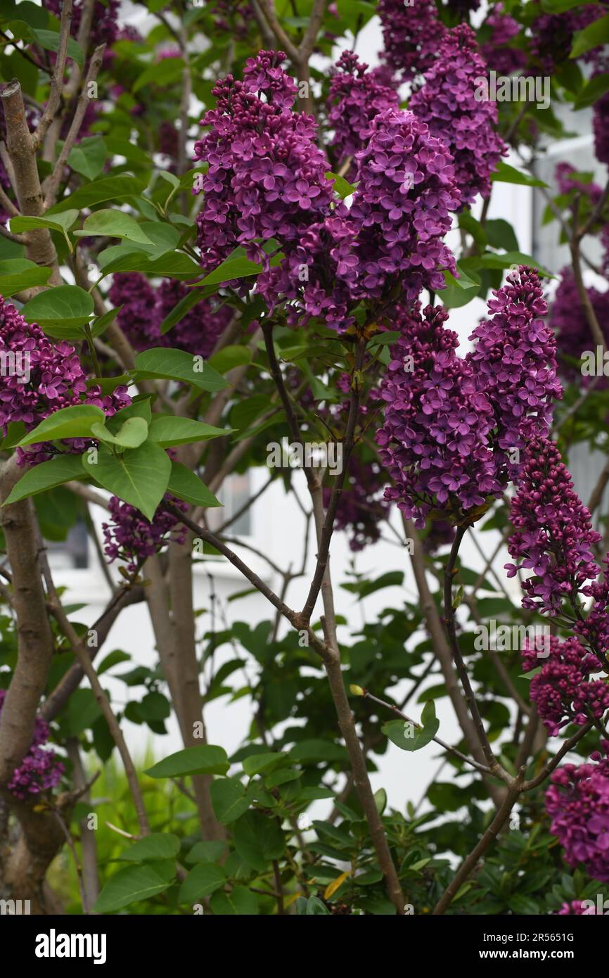 Syringa vulgaris lilla Foto Stock