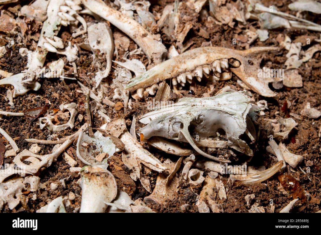 Bone Yard, Owl Pellet. Foto Stock