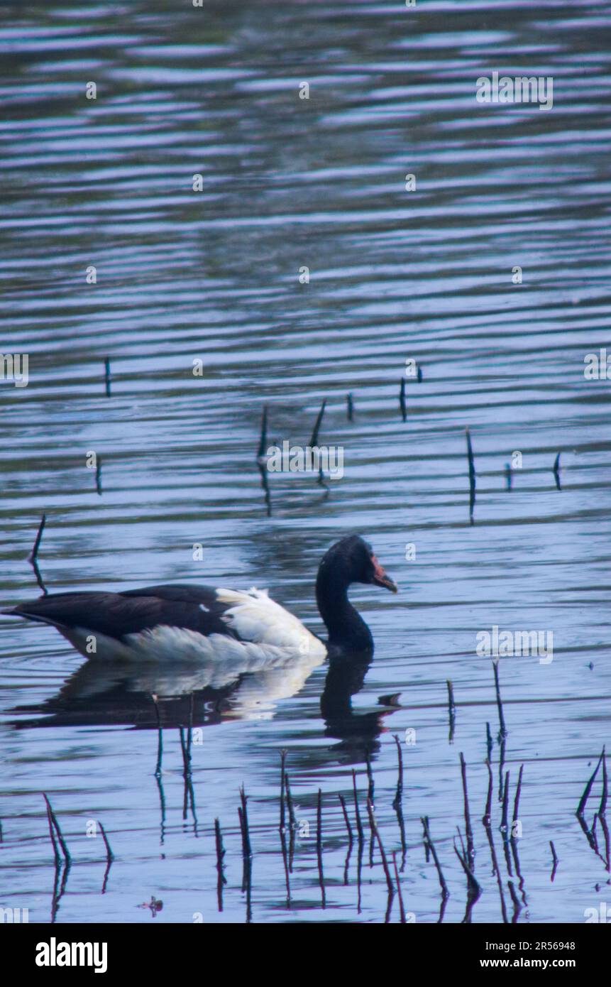 Magpie Geese, Hastie Swamp, Nth Queensland, Australia. Foto Stock