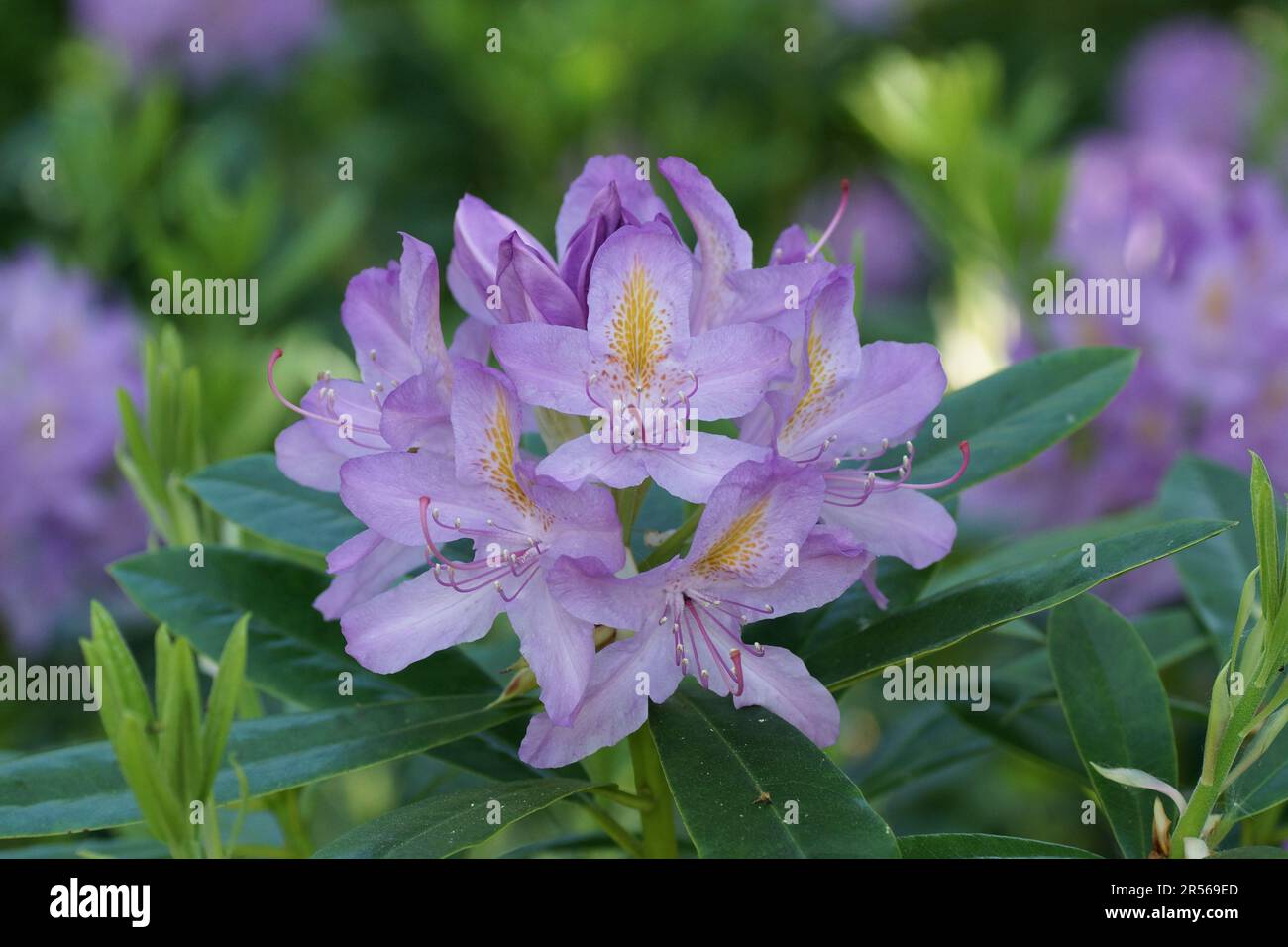 Rhododendron ponticum Foto Stock