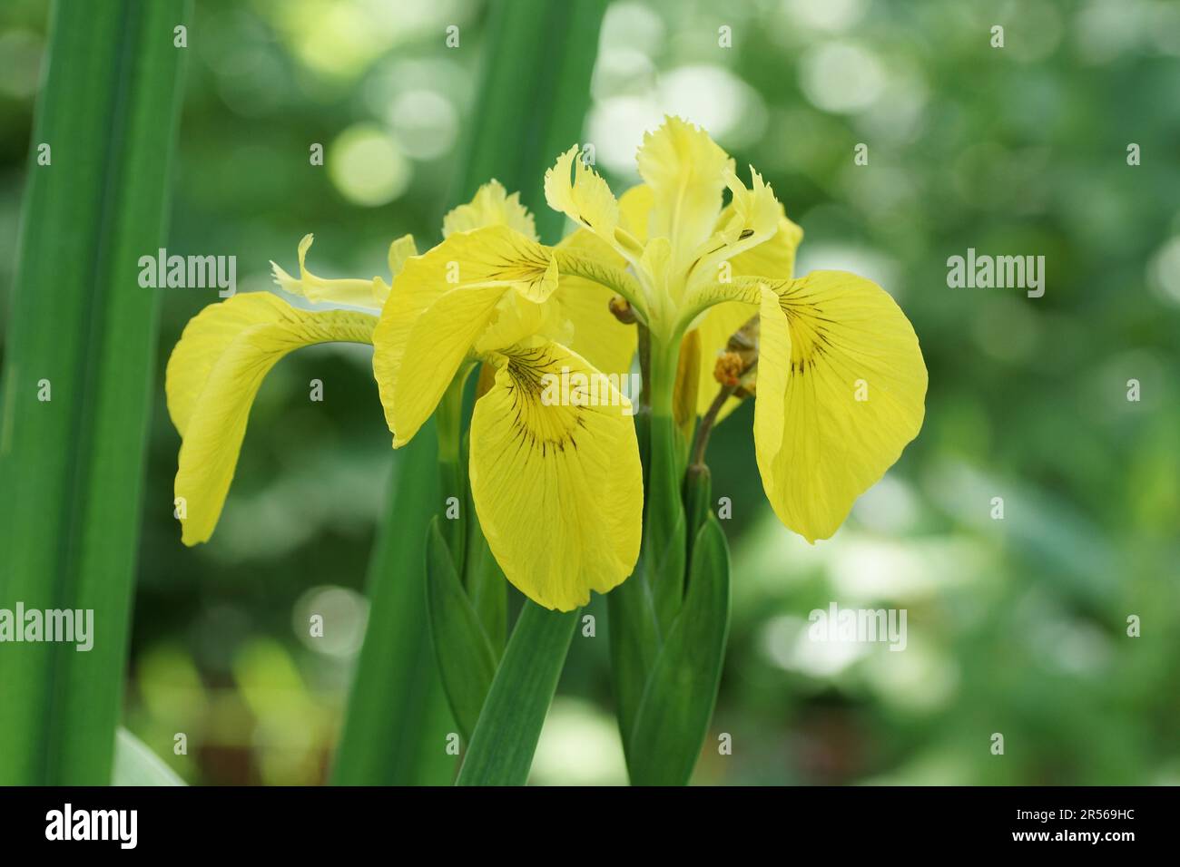 Iris pseudacorus Foto Stock