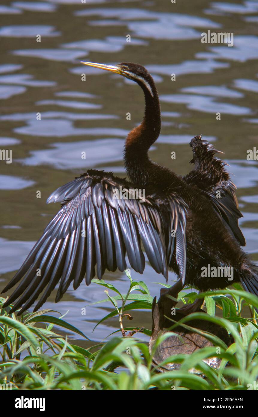 Australasian Darter, Anhinga novaehollandiae, male. Foto Stock