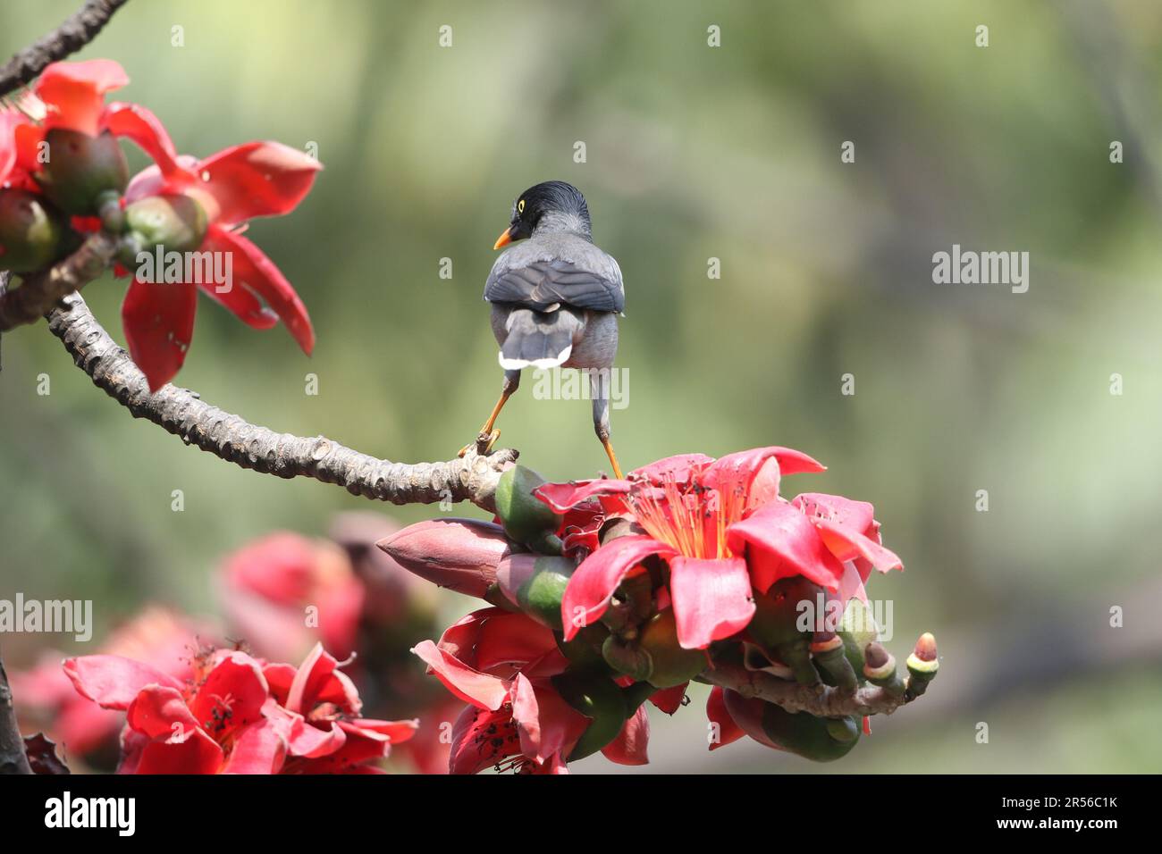 La giungla myna (Acridotheres fuscus) è un myna, un membro della famiglia starrling. Si trova patchily distribuito attraverso gran parte della terraferma del Foto Stock