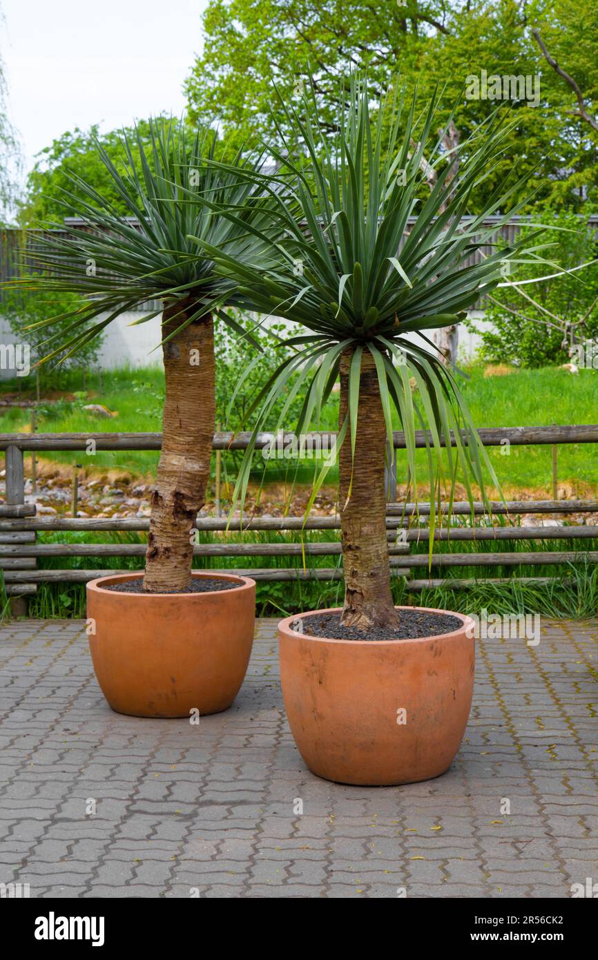 Salva Scarica Anteprima palmo decorativo in una pentola di argilla. Palmo decorativo all'interno. Vasi di fiori all'aperto piante, grande. Foto Stock