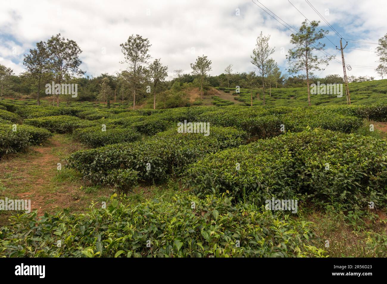 bella vista di una piantagione di tè sul lato di una collina a wayanad in kerala, india. Foto Stock