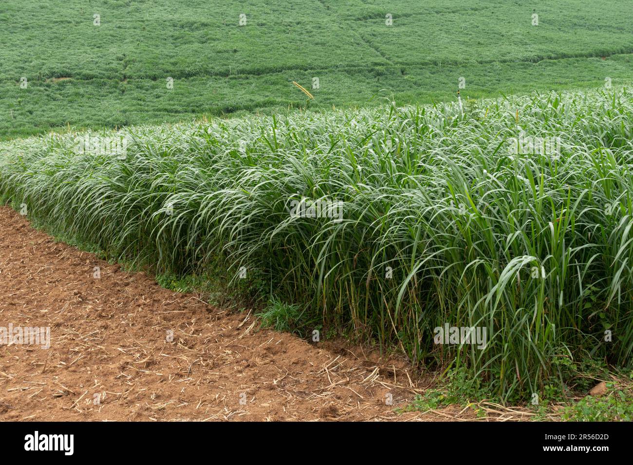 bella alta erba verde lussureggiante che cresce su un terreno agricolo a wayanad in kerala, india. Foto Stock