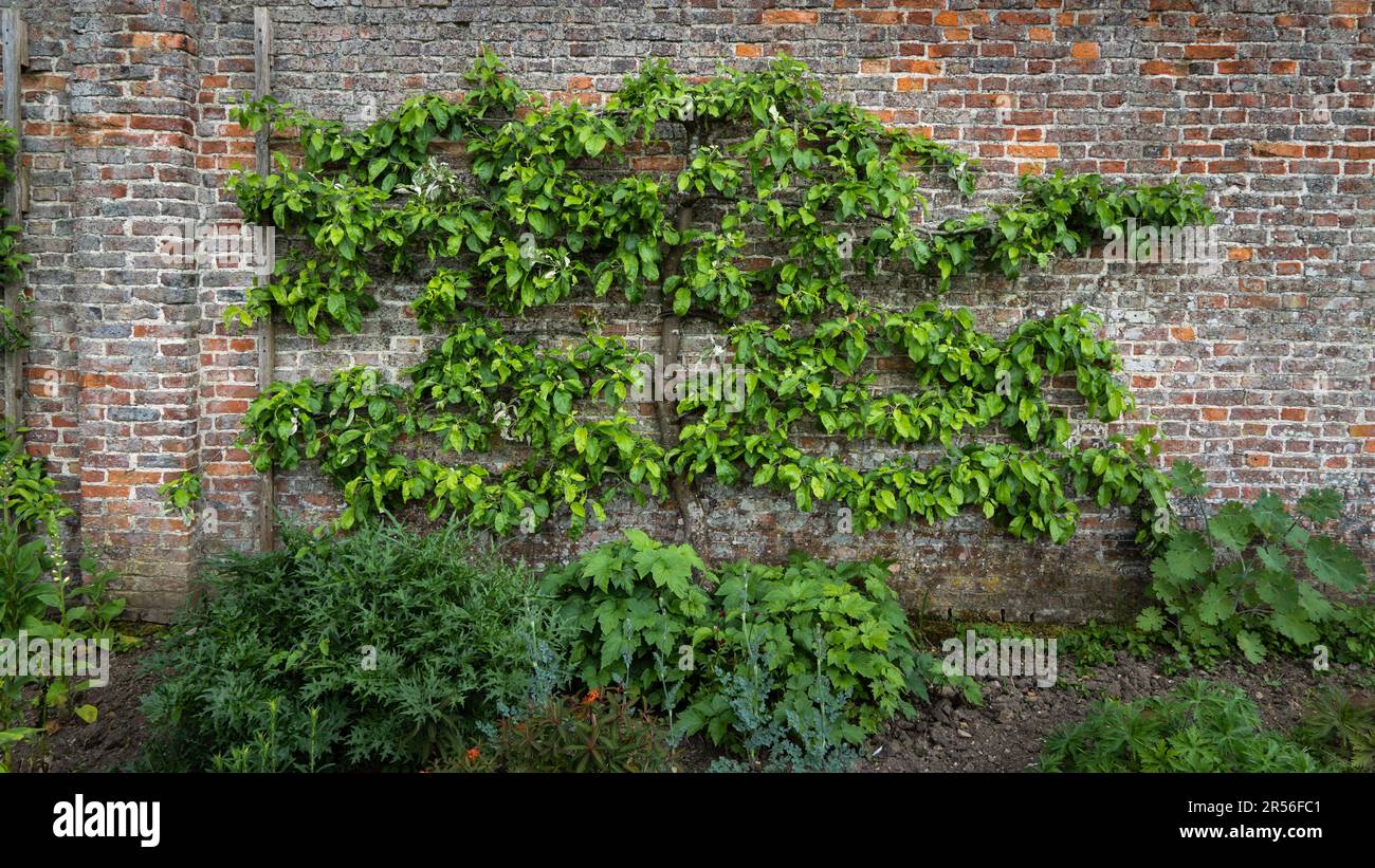 Un albero di frutta spalier potato e curato contro un vecchio muro di mattoni in un giardino recintato Foto Stock