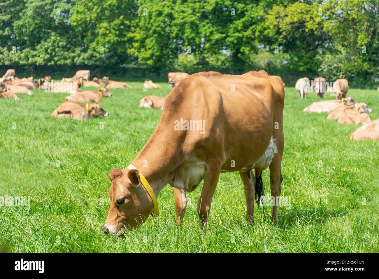 Jersey Cow in Field, Trinity Parish, Jersey, Isole del canale Foto Stock