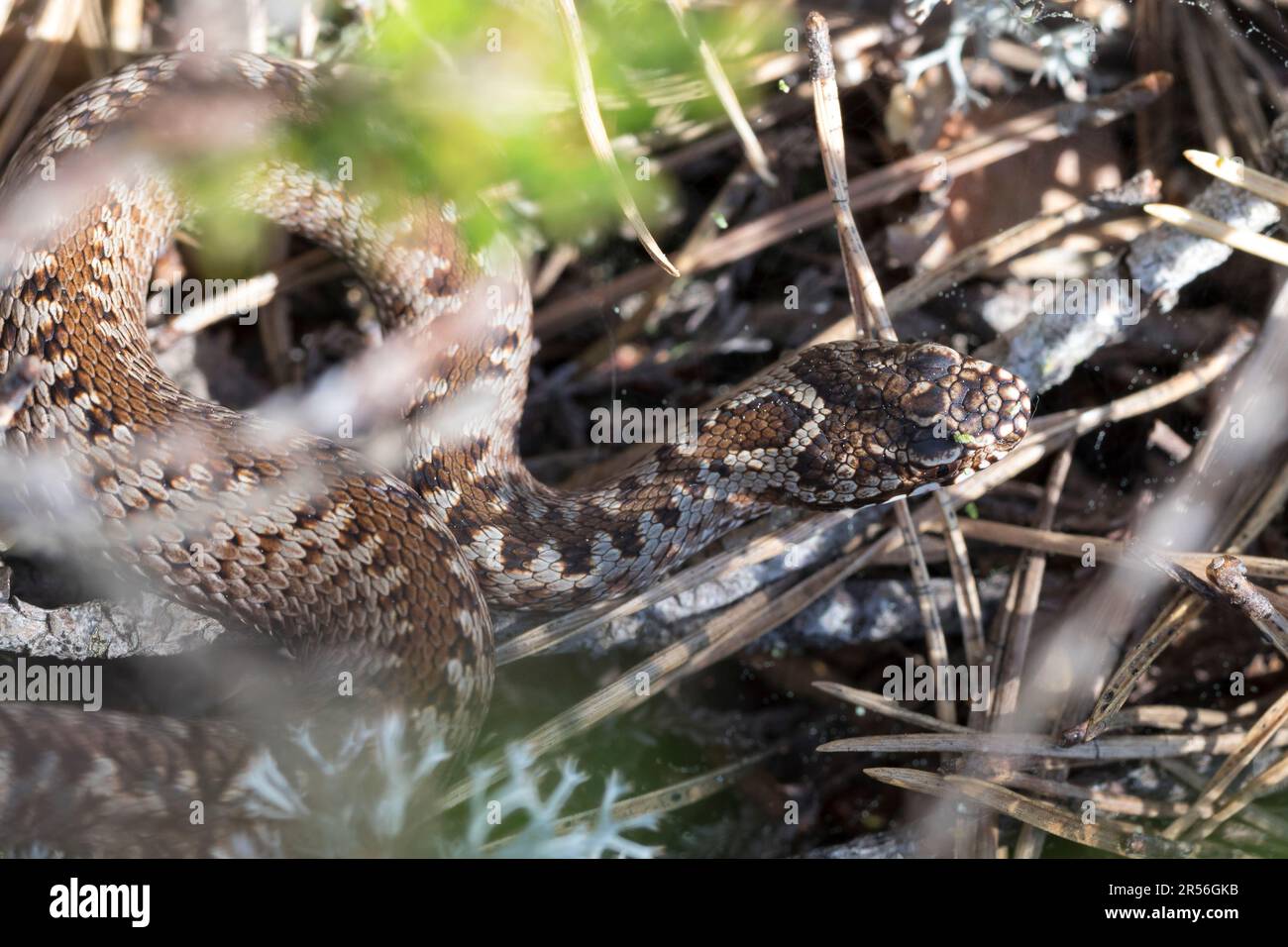 Kreuzotter, Kreuz-Otter, Otter, Viper, Vipera berus, Sommatore, vipera comune, vipera comune europea, sommatore comune europeo, sommatore comune, la Vipère péliad Foto Stock
