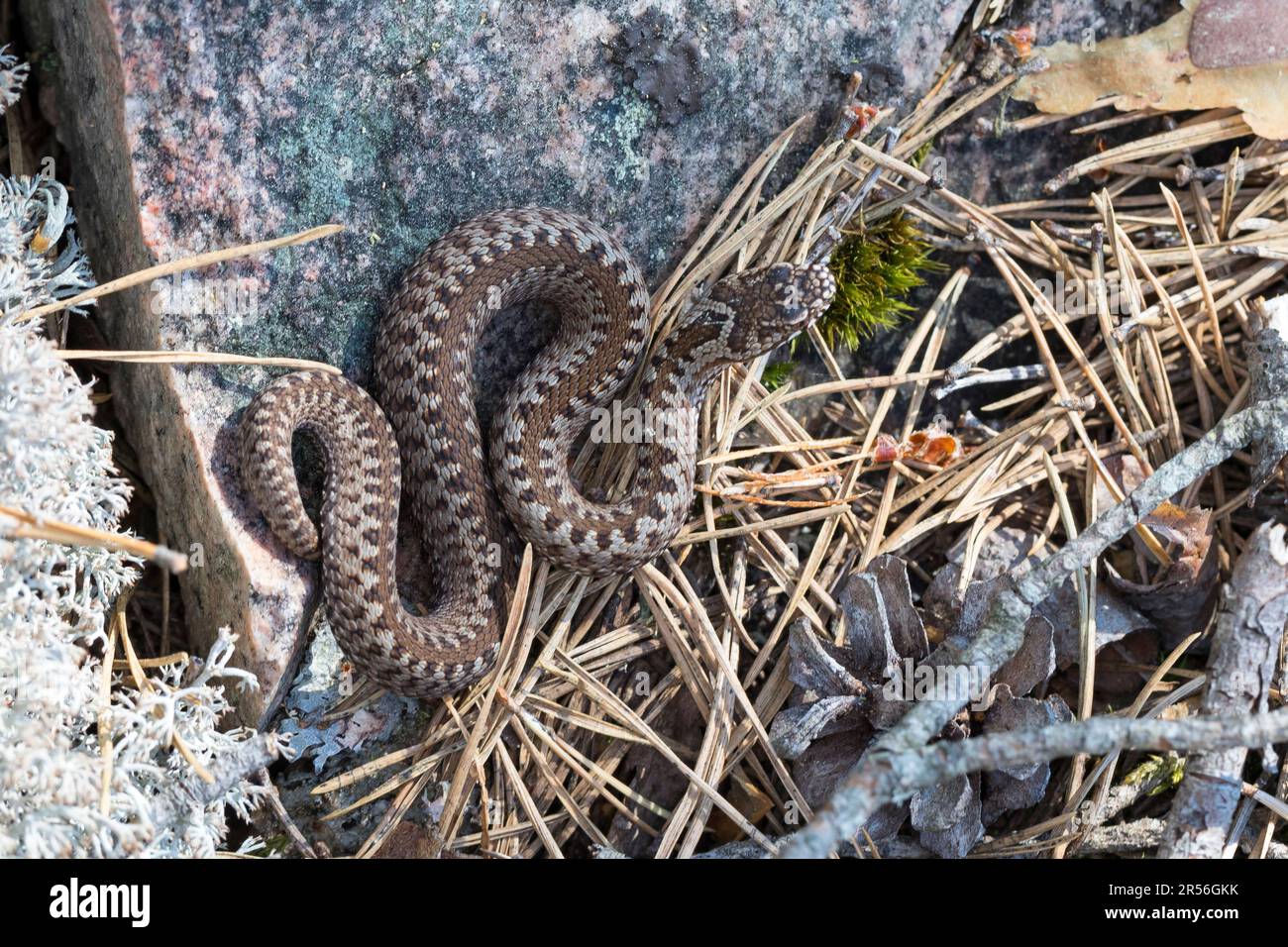 Kreuzotter, Kreuz-Otter, Otter, Viper, Vipera berus, Sommatore, vipera comune, vipera comune europea, sommatore comune europeo, sommatore comune, la Vipère péliad Foto Stock