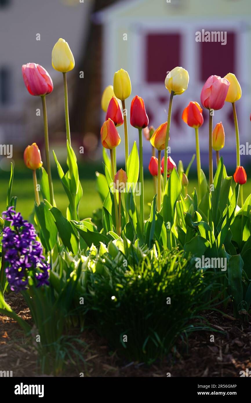 Foto scattate dal mio giardino con un Sony A7iii. I gigli provengono dal 2022 e i tulipani dal 2023. Il giardinaggio è un hobby appassionato del mio. Foto Stock