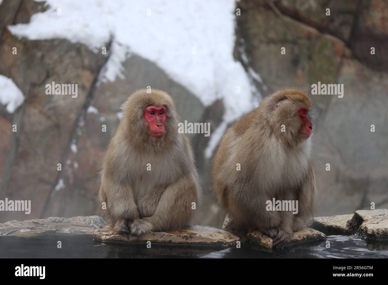 I fratelli delle scimmie della neve seduti vicino alla sorgente calda a Nagano, Giappone Foto Stock