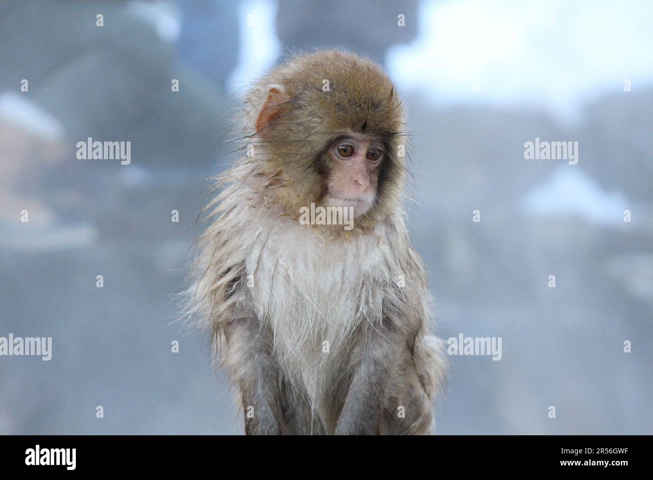 Bambino scimmia neve a Nagano, Giappone Foto Stock