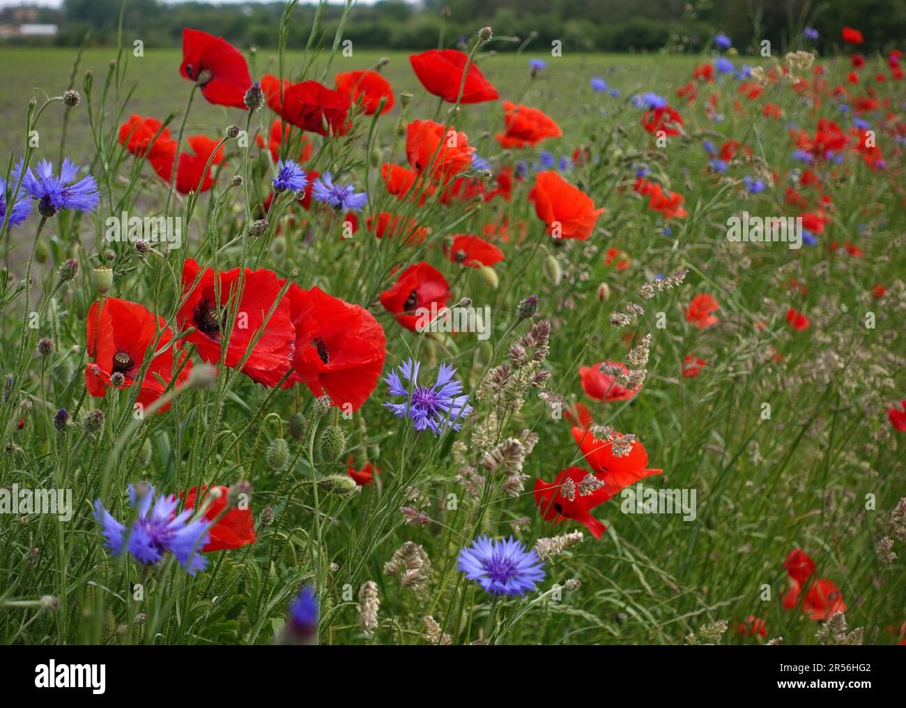 Una combinazione floreale popolare: Papaveri e fiori di mais. Quest'anno erano sul bordo di un campo agricolo Foto Stock