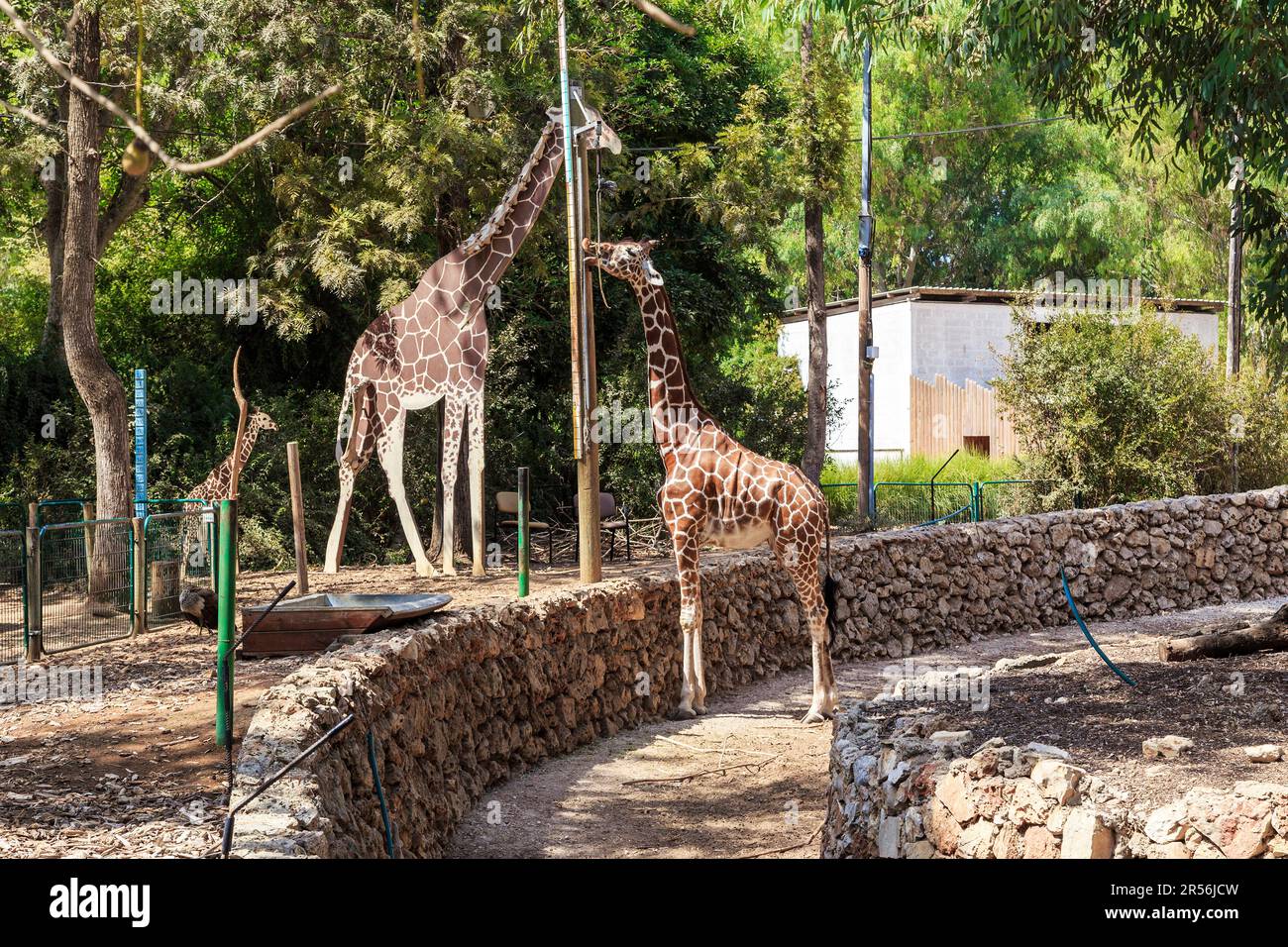 RAMAT GAN, ISRAELE - 25 SETTEMBRE 2023: Questa è una scena con una giraffa in un recinto di parco safari, che è venuto a chiacchierare con un manichino all'enclo Foto Stock