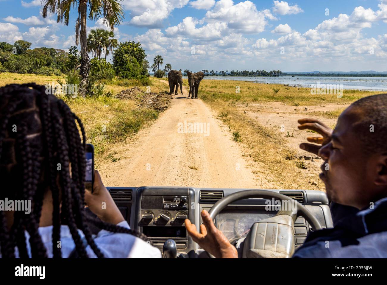 Due elefanti stanno con le trombe alzate su una pista sterrata vicino al fiume Shire nel parco nazionale di Liwonde, Malawi, bloccando il percorso del veicolo safari; la superficie dell'acqua del fiume si trova tra le palme di Borassus (Borassus aethiopum) sullo sfondo. Foto Stock