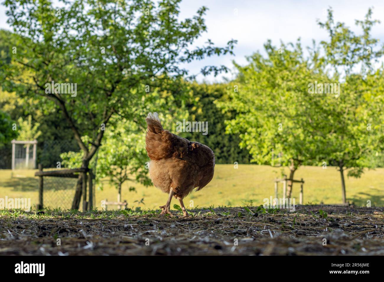 pollo in esecuzione libera sul prato frutteto Foto Stock