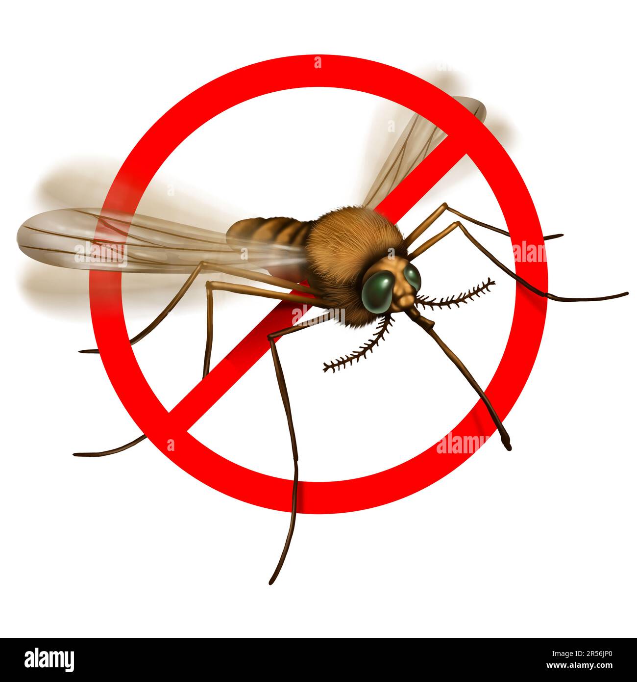 Nessun rischio di zanzare e zanzare di zanzare all'aperto che trasmette infezioni dannose come la malaria e il virus zika come un insetto che getta un enorme Foto Stock