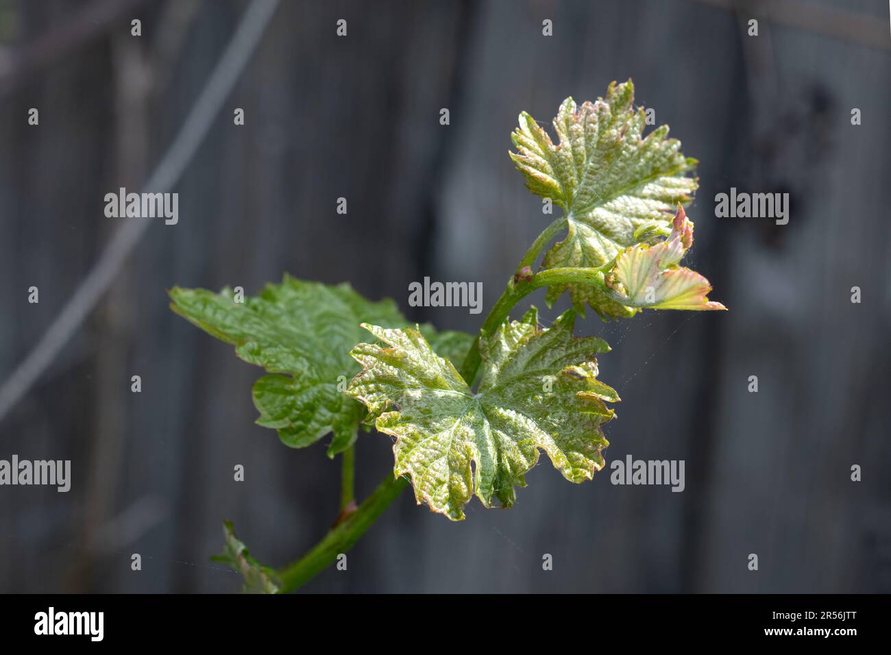 Giovani germogli d'uva con foglie in vigna in primo piano estivo Foto Stock