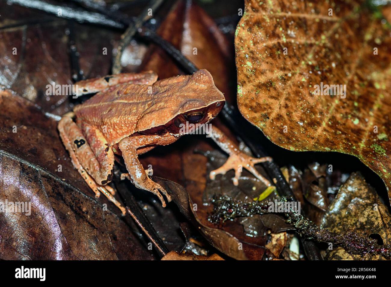 Rospo dalla pelle liscia (Rhaebo hematiticus) di Sarapiqui, Costa Rica. (Precedentemente Bufo hematiticu). Foto Stock