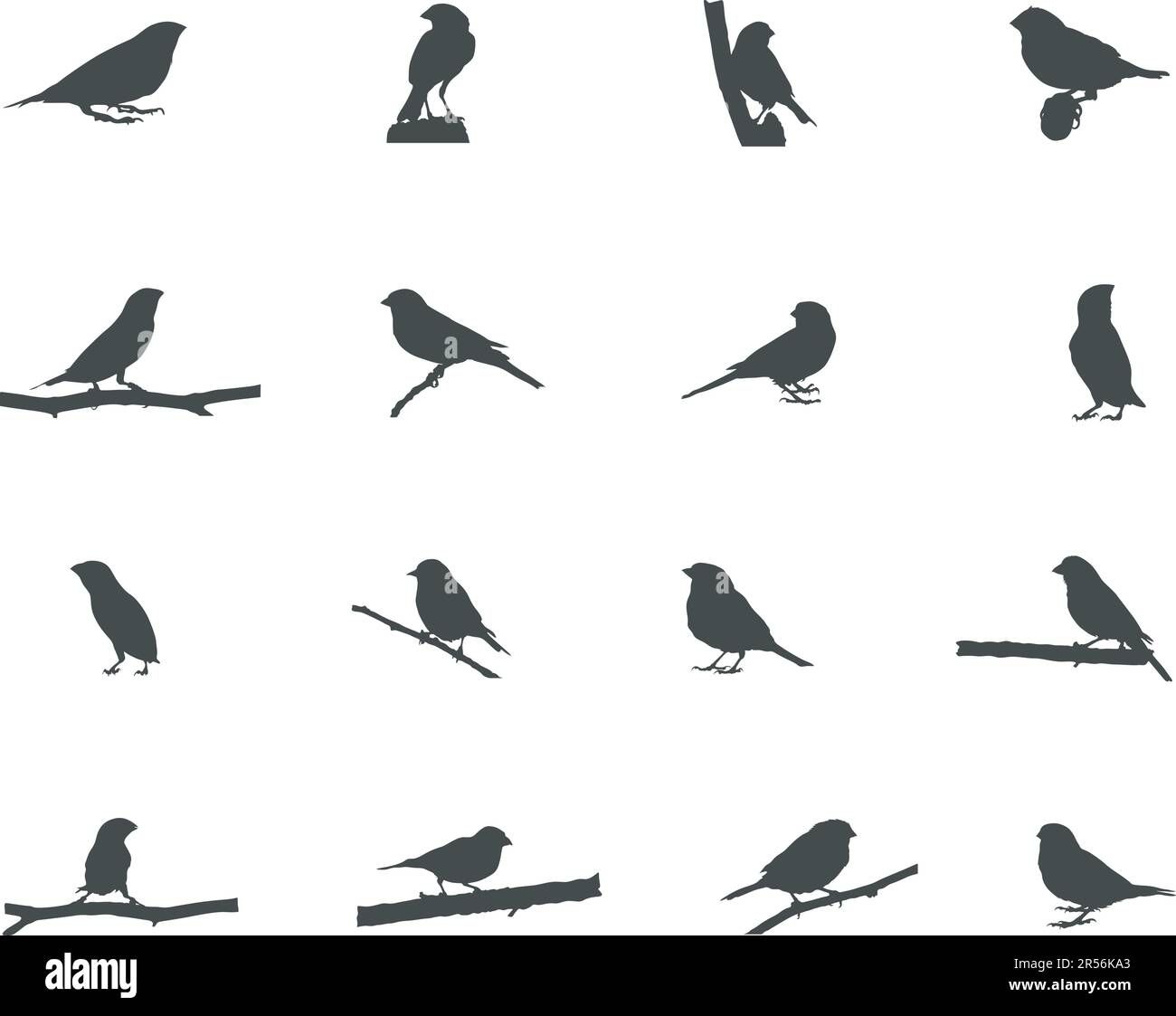 Finch silhouette, Finch Birds silhouette, Finch SVG, Finch vettoriale illustrazione Illustrazione Vettoriale