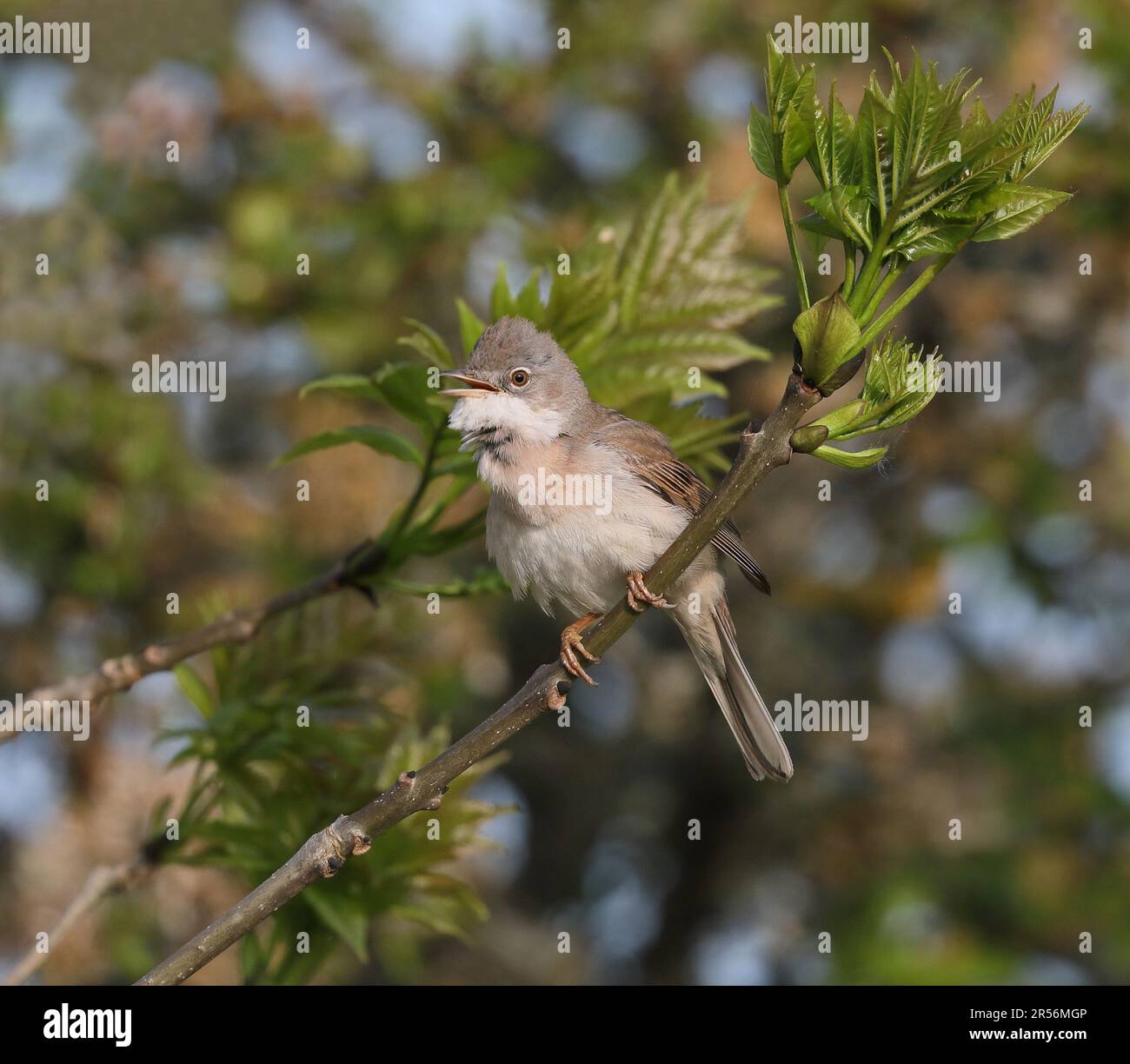 Comune whitegola in foglie germogliare Foto Stock