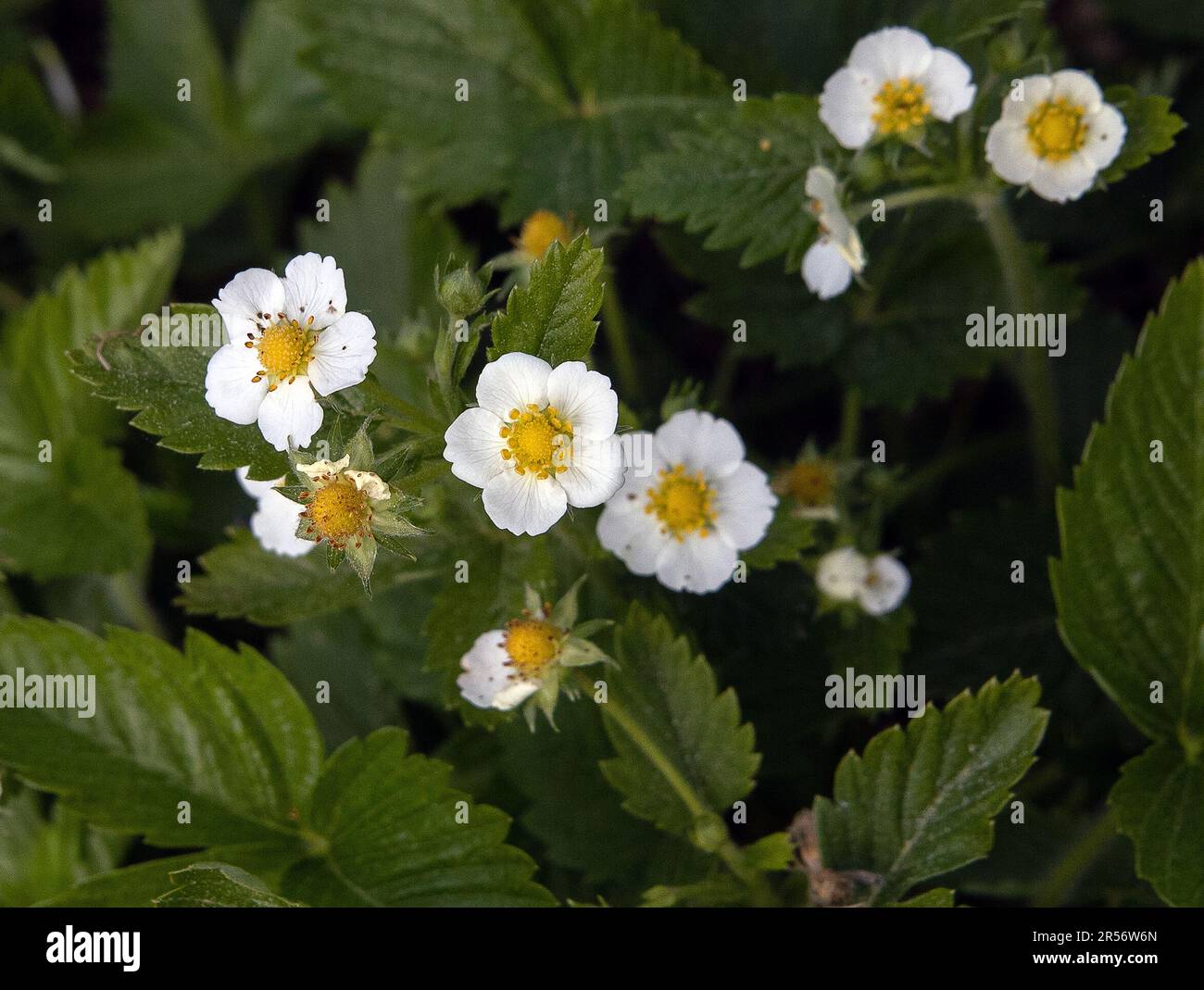 Fioritura di fragola. Cespugli di fragole selvatiche. Fragole in crescita in giardino. Foto Stock